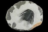 Spiny Leonaspis Trilobite - Morocco #139649-2